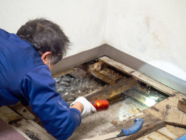 Best Attic Mold Removal  in Cherokee, NC