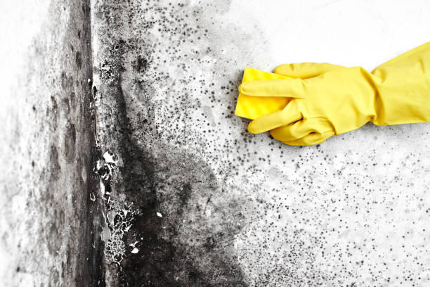 Best Mold Cleaning Services  in Cherokee, NC