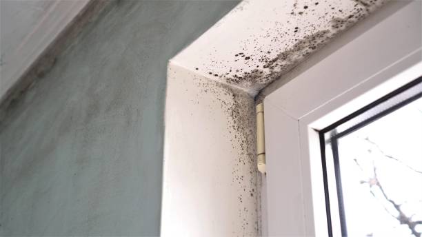 Best Certified Mold Removal  in Cherokee, NC