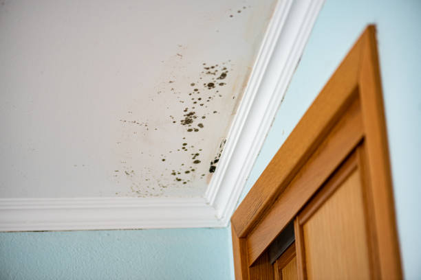 Best Emergency Mold Removal  in Cherokee, NC