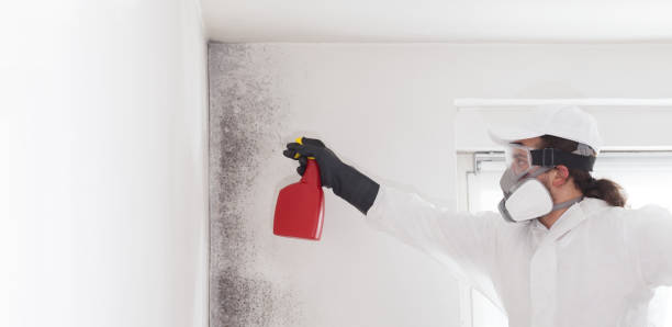 Home Mold Removal in Cherokee, NC