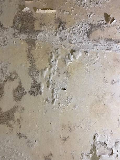 Best Mold Testing  in Cherokee, NC