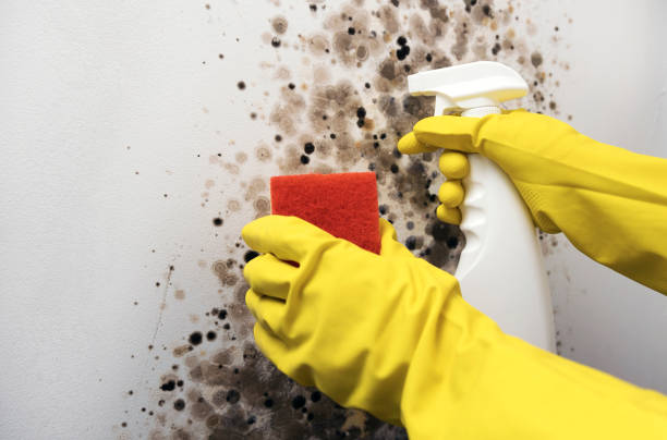 Best Toxic Mold Removal  in Cherokee, NC