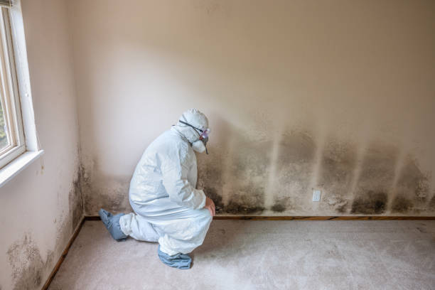 Office Mold Removal Services in Cherokee, NC