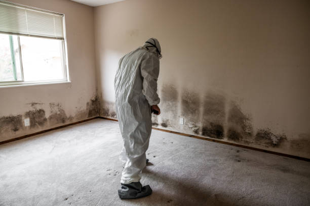 Best Mold Damage Repair  in Cherokee, NC