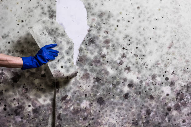 Attic Mold Removal in Cherokee, NC