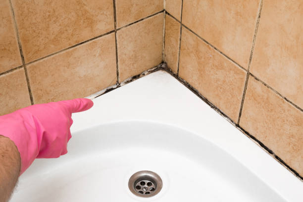 Best Mold Removal Near Me  in Cherokee, NC